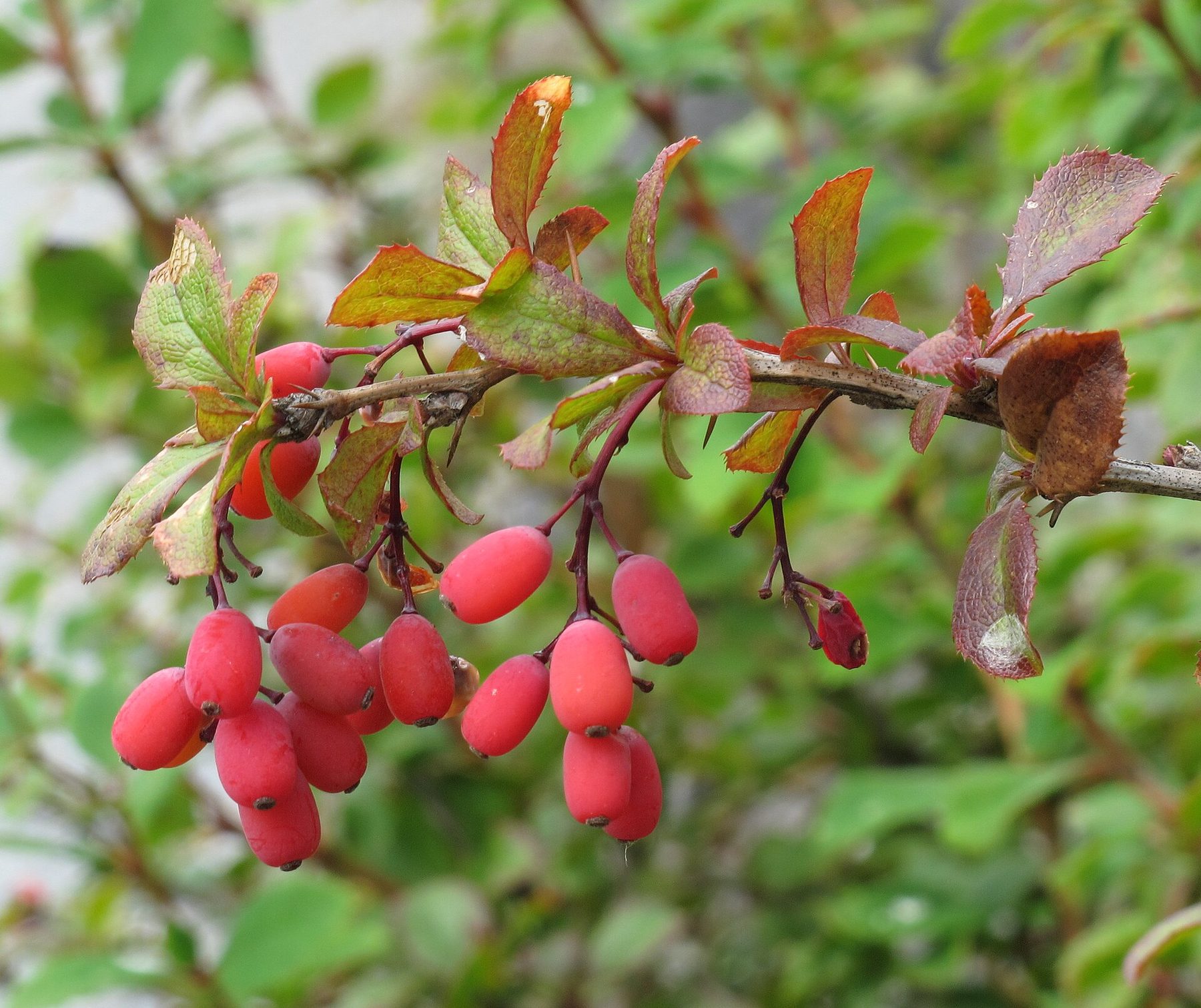 Berberis fruits