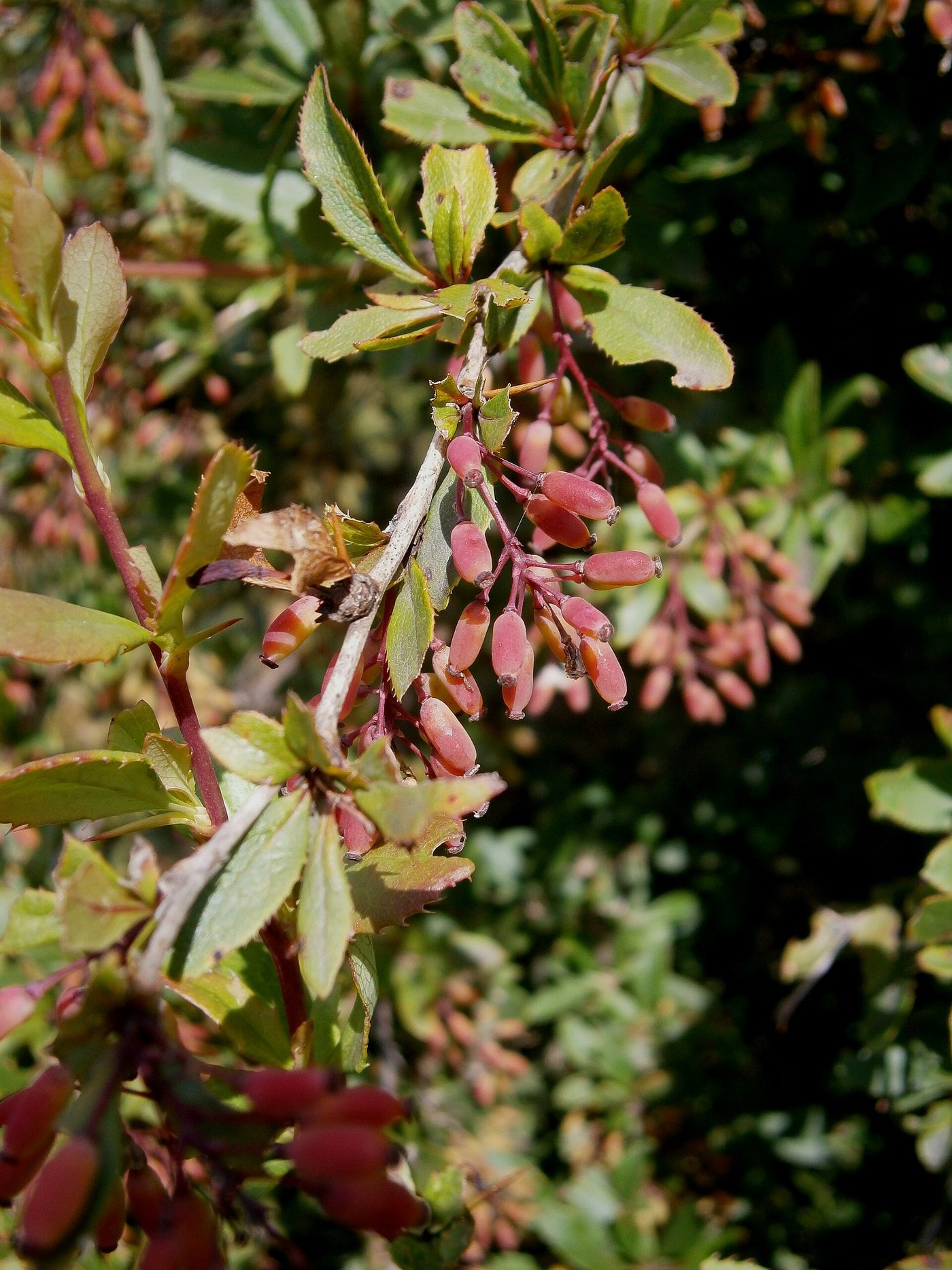 Berberis plant and traditional botanical roots